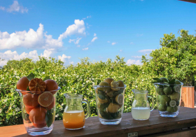 Agriturismo Galea